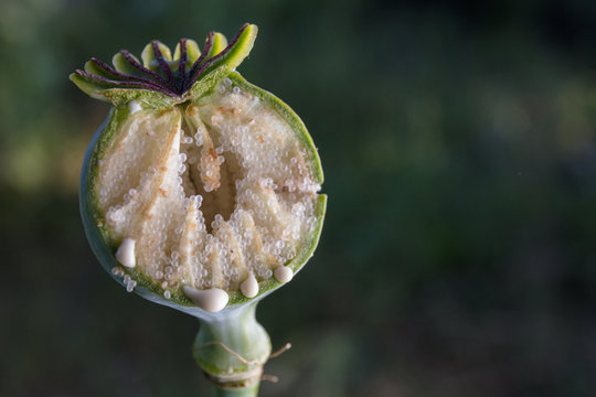 opium drug plant