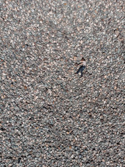 Aerial view of Katun stones riverbank, in Altai mountains, woman lying on the stones in beauty day.