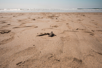 free turtle