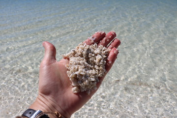 Cockle shells from Shell Beach in the Shark Bay region, Western Australia