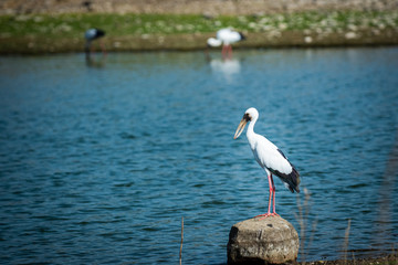 Asian openbill stork or Anastomus oscitans portrait on a rock perch in background famous padam lake of ranthambore tiger reserve, rajasthan,  india