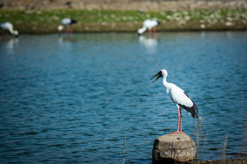 Asian openbill stork or Anastomus oscitans portrait on a rock perch in background famous padam lake of ranthambore tiger reserve, rajasthan,  india