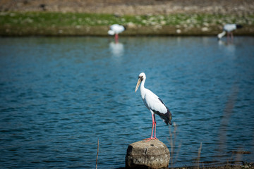 Asian openbill stork or Anastomus oscitans portrait on a rock perch in background famous padam lake of ranthambore tiger reserve, rajasthan,  india
