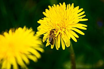 mlecz, kwiat, pszczoła © tomcio