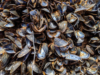 Cluster of dead mussels in the early morning light