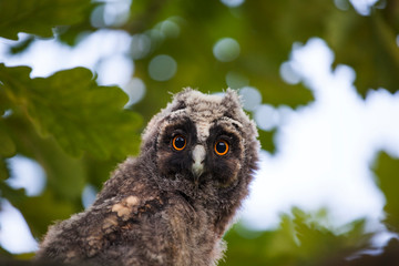 wild baby owl tree background  
