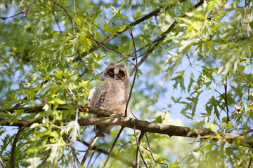 wild baby owl tree background  
