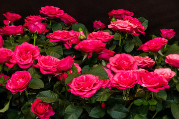 Dunkelrot blühende Rosen