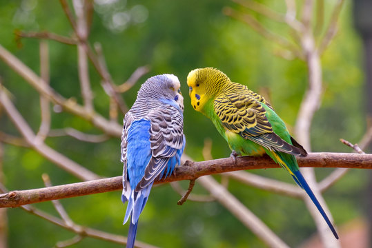  Wundersch&ouml;ne Wellensittiche in verschiedene Farben 