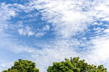 Green tree top line under beautiful blue sky and cloudy background. Landscape background copy space for text.