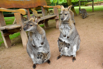 Kängurus mit Baby im Beutel © Mit *HPS* auf Reisen