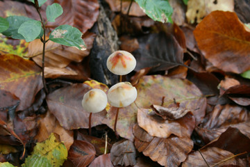 mushroom in autumn