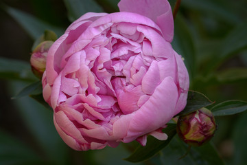 Spring VIII