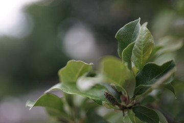 Pflanze 8