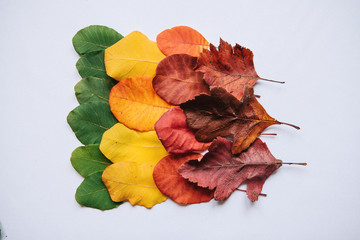 Colorful leaves on a white background in minimal style. The concept of changing the seasons from summer to autumn or the aging process.