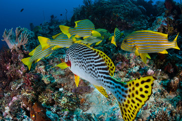 A school of colorful Ribbon sweetlips, Plectorhinchus polytaenia, and a Lined sweetlips, P. lineatus, swim over a coral reef in Indonesia. 