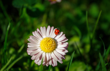 ladybug is a little traveler in the big world