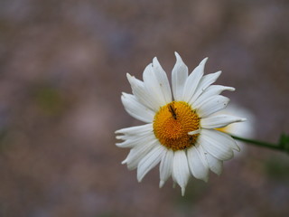 Margerite mit einer Fliege.