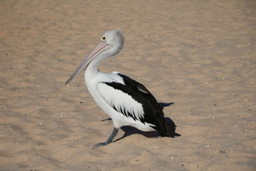 Pelecanus conspicillatus in Monkey Mia, Western Australia