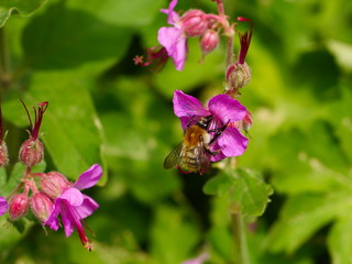 Biene auf rosa Blume und gr&uuml;nen Bl&auml;ttern im Hintergrund.