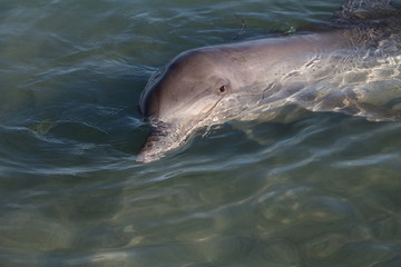 Bottlenose dolphin at Monkey Mia, Western Australia