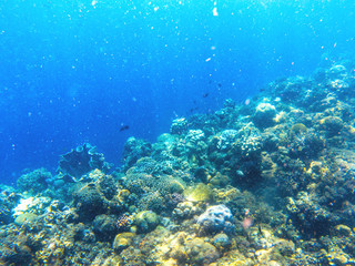 Underwater landscape with tropical fish and coral reef. Oxygen bubbles in blue seawater. Marine animals in wild nature
