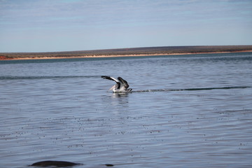 Pelecanus conspicillatus in Monkey Mia, Western Australia