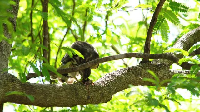 Natural Shikra eating prey on branch of a tree in the forest