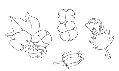 Collection of hand drawn cotton. vector sketch of the cotton set.