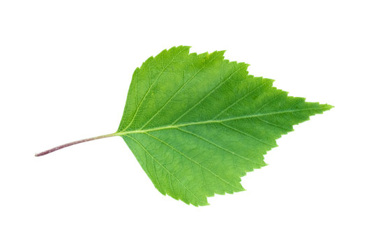 Green leaf of birch tree isolated on white background.