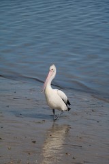 Pelecanus conspicillatus at the beach in Western Australia