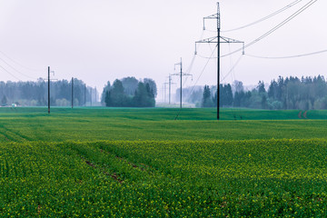 large power lines with air ducts visible through the forest during fog; green cereal fields are in the foreground; electro transmission line