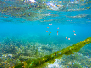 Fototapeta na wymiar Yellow dascillus fish fingerling near coral reef, underwater photo. Tropical fish fingerling hides in seaweed of anchor tackle