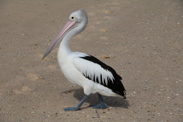 Pelecanus conspicillatus at the beach in Western Australia