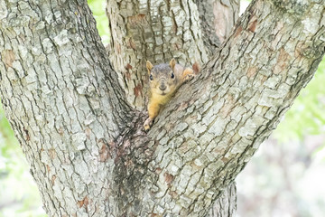 squirrel on a tree