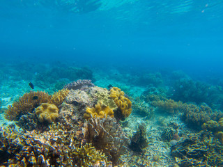 Naklejka na ściany i meble Underwater landscape with tropical fish and coral reef. Vibrant coral on sea bottom. Marine animal in wild nature.