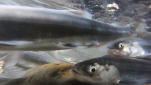 Hooglian fish (smelt) spawning in Bear Creek near Seward, Alaska; footage taken submerged underwater