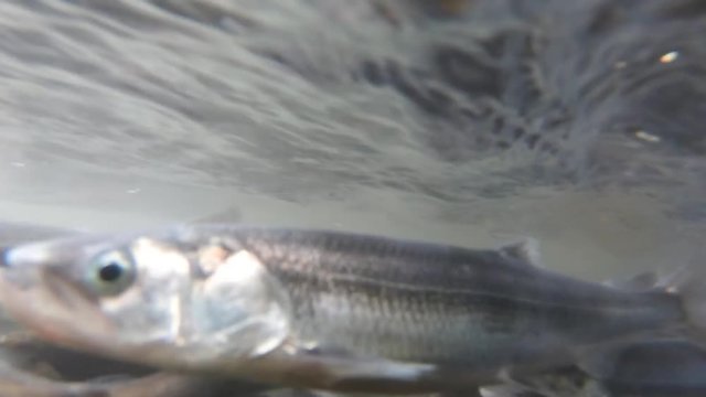 Hooglian fish (smelt) spawning in Bear Creek near Seward, Alaska; footage taken submerged underwater