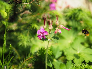 Hummel und rosa Bl&uuml;ten. Pinke Blumen mit gr&uuml;nem Hintergrund.