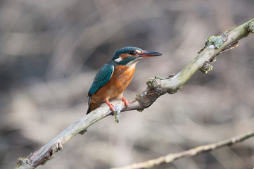 Eisvogel (Alcedo atthis)