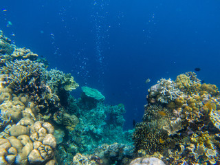 Underwater landscape with tropical fish and coral reef. Coral wall and deep blue abyss. Marine animal in wild nature
