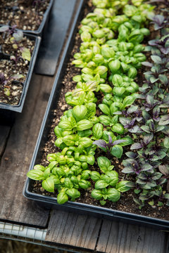 Tray of green and purple basil seedlings in a greenhouse