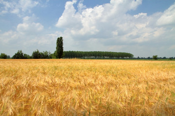 campo agricolo di spighe di grano ed alberi in italia, agricultural field of wheat ears and trees in Italy