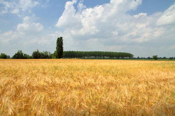 campo agricolo di spighe di grano ed alberi in italia, agricultural field of wheat ears and trees in Italy