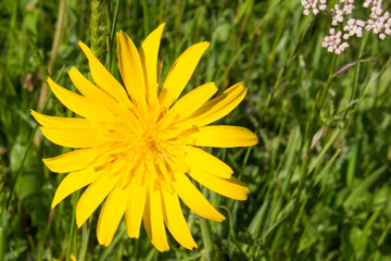 Blüte vom Wiesen-Bocksbart auf der Schwäbischen Alb