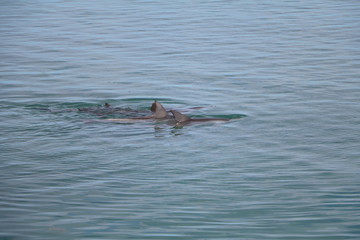 Fototapeta premium Dolphin at Monkey Mia, Western Australia