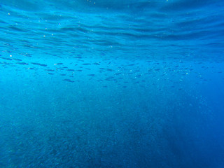 Huge fish school under seawater surface. Tropical sea vacation photo. Undersea landscape with sardine fish shoal