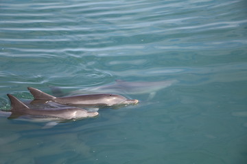 Fototapeta premium Bottlenose dolphin at Monkey Mia, Western Australia
