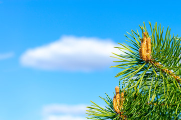 Fototapeta premium The needles and flowers of the young spruce against the background of blue sky and clouds.