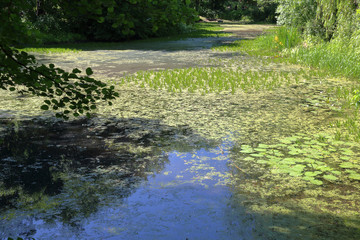 Abandoned wild pond with mud in the middle of the city park